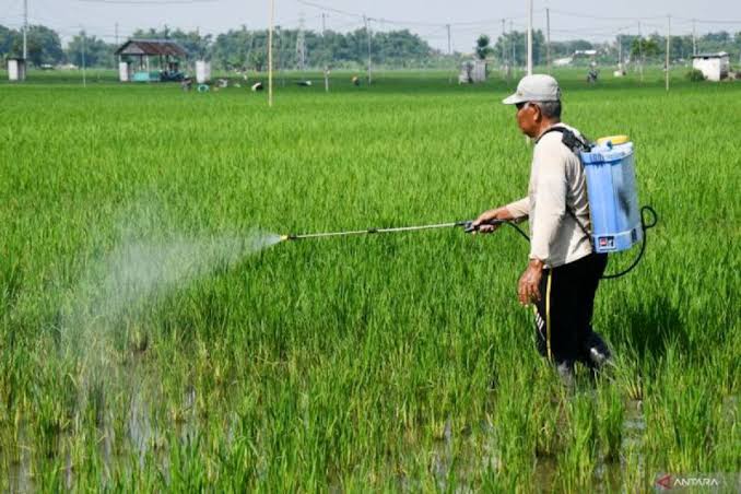 Sektor Pertanian di Desa Lhok Bikhao 
